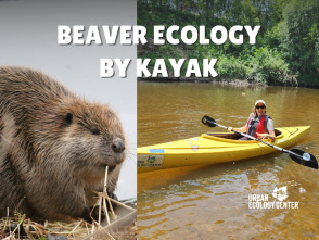 Beaver Ecology by Kayak