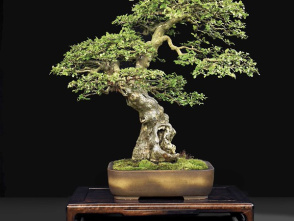 BONSAI EXHIBIT AT LYNDEN