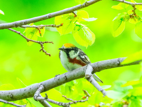 Wildlife Walk at Estabrook Park