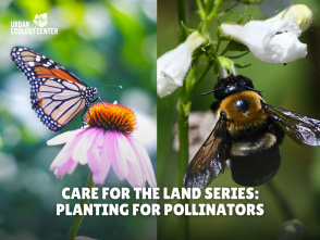 Care for the Land Series: Planting for Pollinators