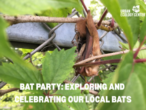 Bat Party: Exploring & Celebrating Our Local Bats