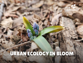 Urban Ecology In Bloom