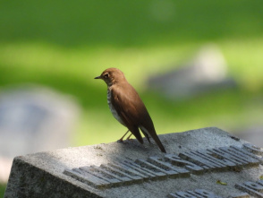 Birding walk at Forest Home Cemetery