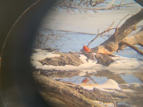 The Art of Birding