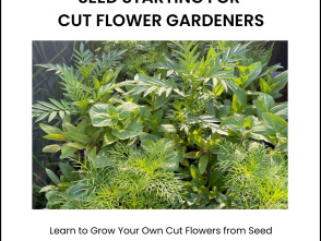 Seed Starting for Cut Flower Gardeners