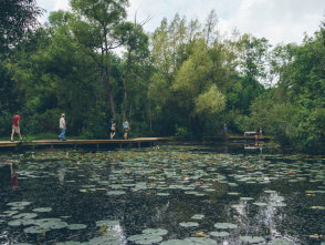 Dabblers & Divers: Ducks of Schlitz Audubon