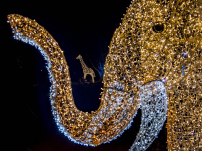 Wild Lights 2025 - Presented by We Energies Foundation