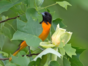 Audubon Bird Club: Spring Migrants