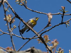 Early Morning Bird Walk