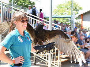 Raptor Encounter