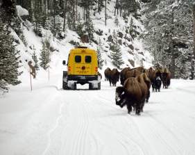 Yellowstone Snowcoach Tour