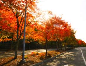 Best Places to See Fall Colors in Renton