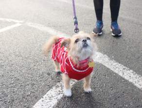 Pet Friendly Places