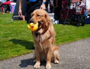 Your Guide to Renton River Days Weekend: Make It a Renton Weekend!