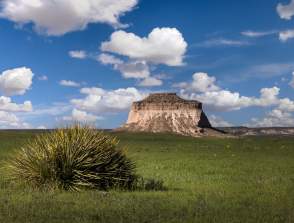 A bush with blue sky with the butte in the background at Pawnee National Grasslands.