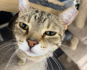 River Kitty Cat Cafe