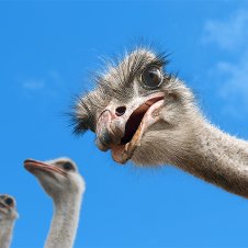 Ostriches at Zoo Knoxville.