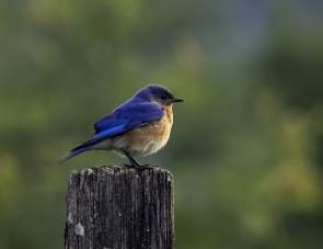 Your Guide to Birding in Gatlinburg