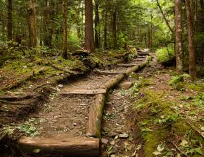 Trail Spotlight in the Smoky Mountains