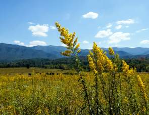 Fall for Autumn Wildflowers in Gatlinburg