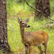 White-Tail deer