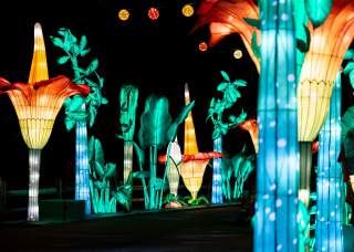 Illuminate at the San Antonio Botanical Garden