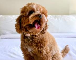 Dog-Friendly Norman: Bring the Pup, Keep the Plans