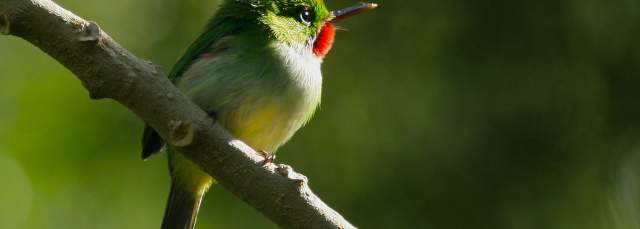 Sad Flycatcher Bird