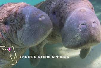 Discover Florida's Freshwater Springs
