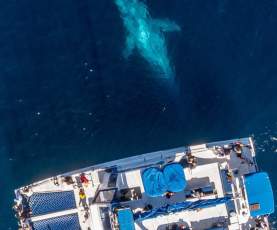 Captain Daves whale watching