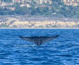 blue whale tale