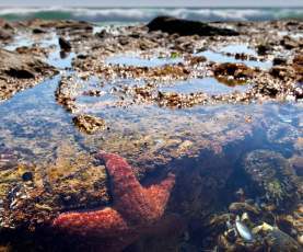 tidepool hike Ocean Institute