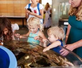Touch Tanks