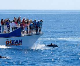 Whale Watching Dolphin Ship