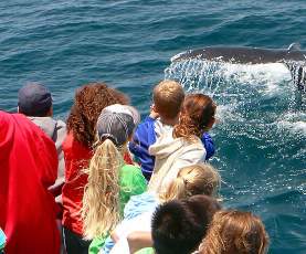Whale Watching Children