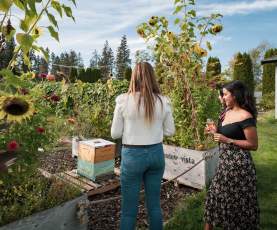 Bee Hives at Meadow Vista Honey Wines 1