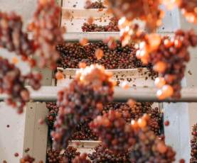 New Brand - Grapes Fall 2023 shoot