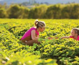U-Pick Strawberries