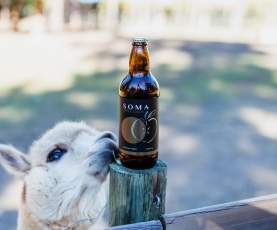 Soma Craft Cidery - Bottle of Cider