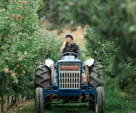 Historic Paynter’s Fruit Market orchard in West Kelowna during fall harvest.