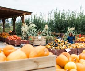 Paynter's Fruit Market - Fall Scene (20)