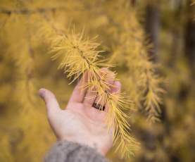 Golden Larch Tree