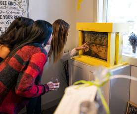 Viewing Bee Hive at Meadow Vista Honey Wines