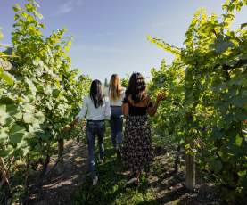 Group_Walking_Through_Vineyards_at_SpearHead_Winery_2_