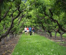 Family Walking in Orchard at Gatzke Orchard 1
