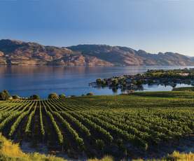 Rows of grapevines border a lake at Quails' Gate Winery in West Kelowna, BC