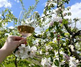 The View Blossoms & Glass Blog Social Combo