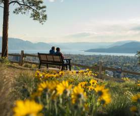 A couple sitting on a bench at Dilworth Park, overlooking Kelowna and Okanagan Lake. There are blooming Okanagan sunflowers in the foreground.