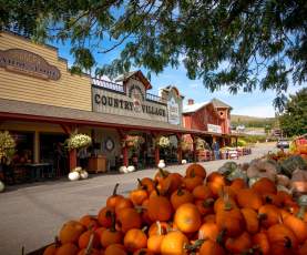 Pumpkin patch in fall at Davison Orchards Country Village in Vernon, Okanagan Valley