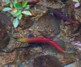 Kokanee Salmon at Hardy Falls Regional Park